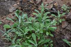 Gnaphalium pensylvanicum